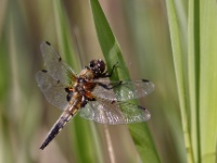 2016-05-21 14h47m42 - Viervlek - Kemeri - Cor Martijn